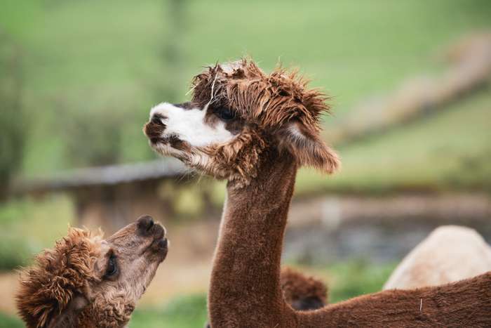Two alpacas are in a grassy field, with one alpaca gently nuzzling the neck of the other. Both animals have fluffy, brown and white fur, and their endearing expressions convey a sense of curiosity and playfulness. The background features a soft focus of greenery, enhancing the natural setting.