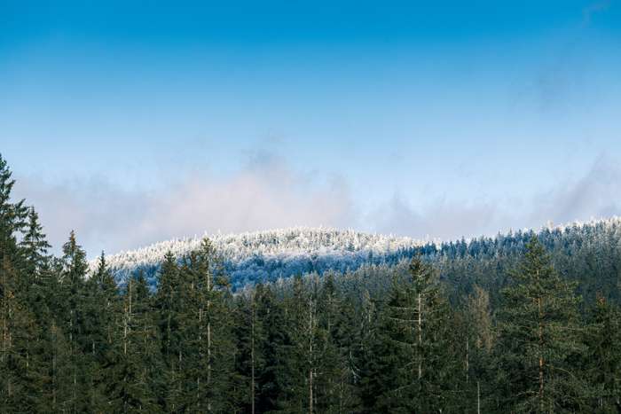 A panoramic view of a dense forest with tall evergreen trees in the foreground, leading up to a gently sloping hill covered in a fresh blanket of snow. The hill, capped with frost, contrasts beautifully against a clear blue sky, where a few wispy clouds float. Sunlight illuminates the scene, highlighting the glistening white on the trees and creating a serene atmosphere.
