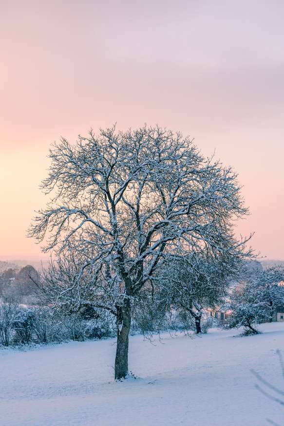 A solitary leafless tree stands in a snow-covered landscape under a softly hued dawn or dusk sky with shades of pink and blue. A dusting of snow rests on each branch, and the ground is blanketed in undisturbed white snow, the scene conveying a quiet and serene winter moment.