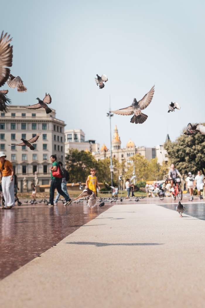 A bustling urban park scene filled with people interacting with their surroundings while pigeons fly around. In the foreground, a young boy dressed in a yellow shirt walks along a wide, paved path, with several pigeons in flight nearby. The background features a mix of pedestrians, including individuals of varied attire, while historic buildings with ornate rooftops rise against a clear blue sky. This lively atmosphere is enhanced by the scattering of pigeons on the ground and in the air, creating a harmonious blend of human and wildlife activities.