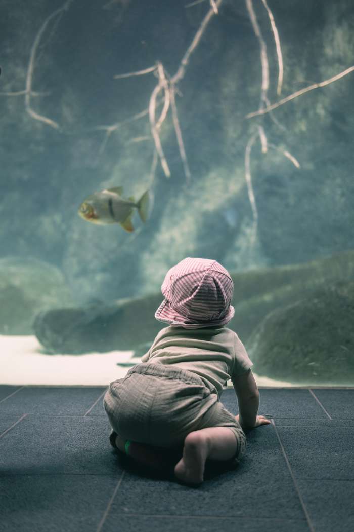 A toddler in a pink and white striped hat and green pants is sitting on a dark tiled floor, facing an aquarium tank. The child is looking intently at a large fish swimming in the clear blue water, surrounded by underwater plants and thin strands of algae. The image captures a moment of discovery, with the child's back towards the viewer, adding a sense of wonder and exploration.