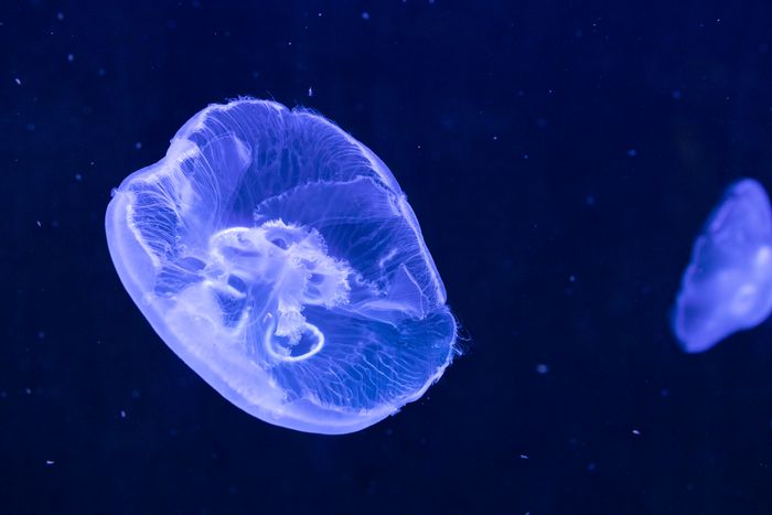 A prominent translucent blue jellyfish is centered in the image, with detailed, delicate tentacles visible within its bell, illuminated against a deep blue, almost black underwater background. Smaller, faint jellyfish are visible in the background, providing a sense of depth.