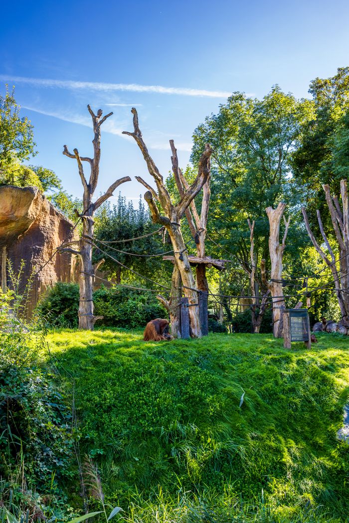 The image captures a lush, green outdoor orangutan exhibit on a sunny day. There is an orangutan sitting on the grass, likely enjoying a moment of rest or foraging for food. The habitat is equipped with tall, dead trees arranged to mimic a natural environment, complete with multiple ropes strung between them for the orangutans to climb and swing on. The backdrop includes a clear blue sky and a variety of greenery, including trees and shrubs, enhancing the sense of a tranquil, natural setting.