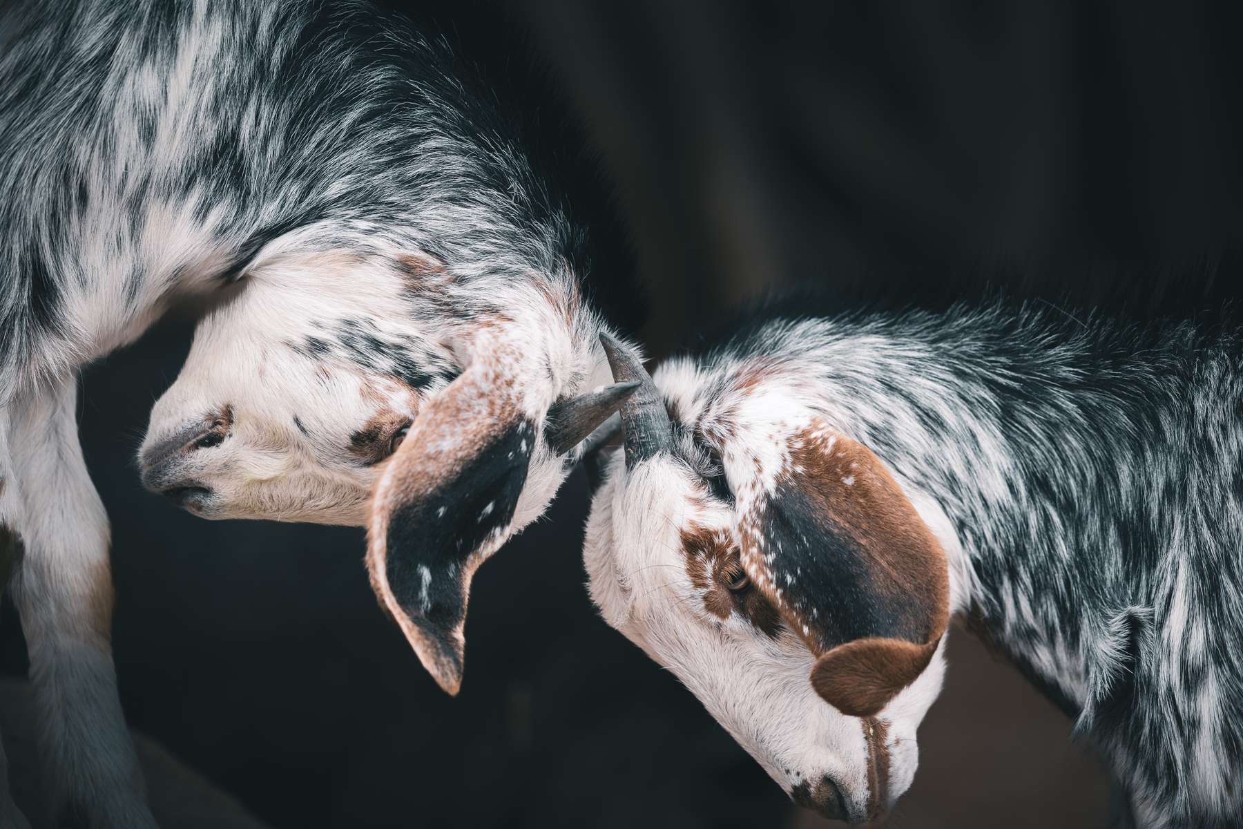 Two young, black and white goats engage in a playful headbutting interaction. Their heads are lowered, showcasing their curled horns and expressive eyes, surrounded by a softly blurred dark background that emphasizes their fur patterns, which include a mix of spots and patches. The goats appear curious and lively as they connect with one another, embodying a moment of playful communication.