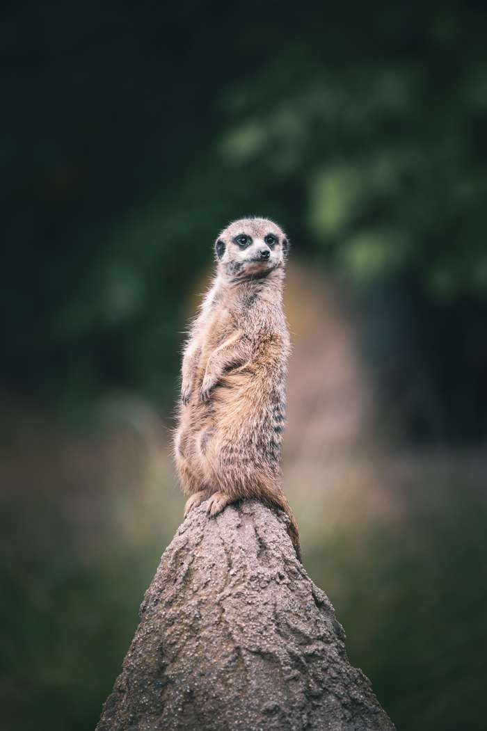 A meerkat stands upright atop a textured mound, its fur gently illuminated by soft light. The animal has a curious expression, gazing to the side while poised in a vigilant stance. The background features blurred greenery, creating a serene, natural setting that emphasizes the meerkat's alert demeanor.