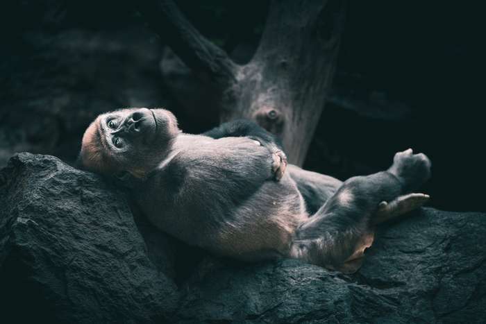 A relaxed gorilla reclines on a large rock, its body stretched out comfortably. The scene captures the gorilla's expressive face, showing a gentle gaze directed upwards. The background features dark, blurred natural elements, primarily in shadow, contrasting with the soft grey fur of the gorilla and the rough texture of the stone beneath it. Rays of soft light illuminate parts of the gorilla, creating a serene, contemplative atmosphere.