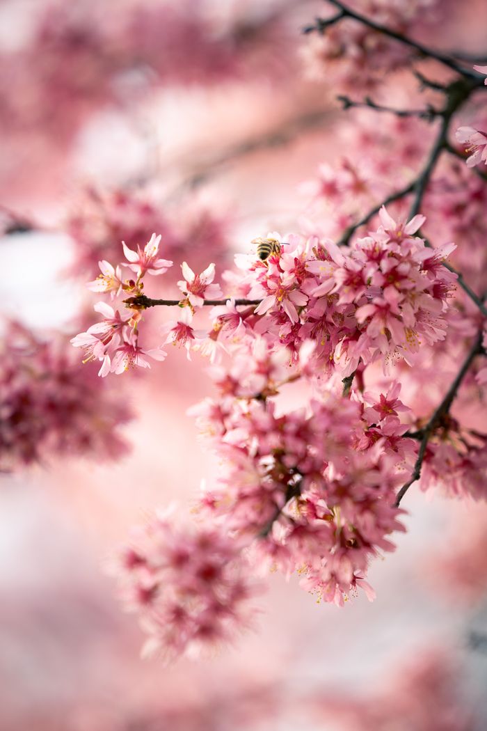 A close-up photo capturing the delicate pink blossoms of a cherry tree. A bee is perched on one of the clusters of flowers, collecting nectar. The background features a soft, blurred effect, enhancing the intricate details of the blossoms and the bee in focus.