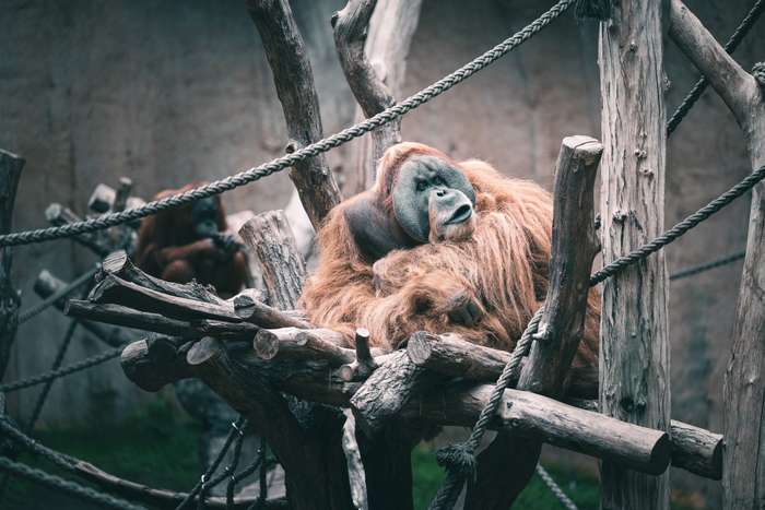 An orangutan rests comfortably on a wooden structure at the zoo, surrounded by ropes and natural wooden elements. Its thick, reddish-brown fur creates a striking contrast against its gray face, which bears an expression of calm contemplation. In the background, another orangutan can be seen, partially in view, also perched on the wooden frames, contributing to the serene atmosphere of this enclosure.