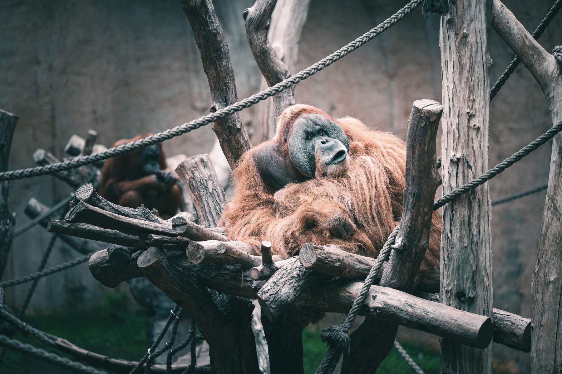 An orangutan rests comfortably on a wooden structure at the zoo, surrounded by ropes and natural wooden elements. Its thick, reddish-brown fur creates a striking contrast against its gray face, which bears an expression of calm contemplation. In the background, another orangutan can be seen, partially in view, also perched on the wooden frames, contributing to the serene atmosphere of this enclosure.