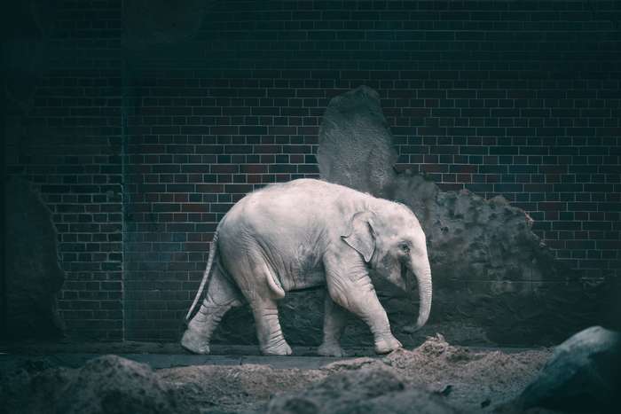 A lone white elephant walks gracefully in a muted space characterized by a dark brick wall and rough textured surfaces. The ground is partially covered in sandy earth, and the elephant's skin reflects soft light, showcasing its unique features. The overall atmosphere is calm yet somewhat somber, enhancing the majestic aura of the animal.