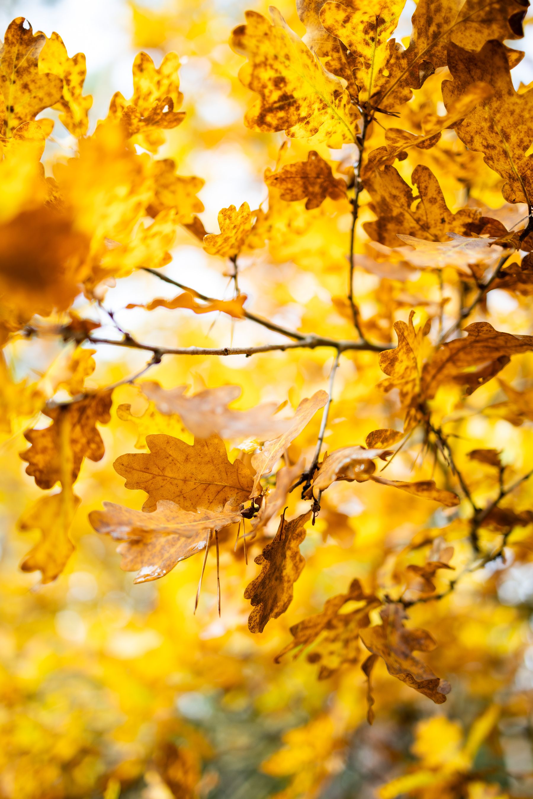 Close-up of vibrant yellow and brown oak leaves in soft focus, with sunlight filtering through the foliage, highlighting the intricate textures and warm hues of the autumn season.