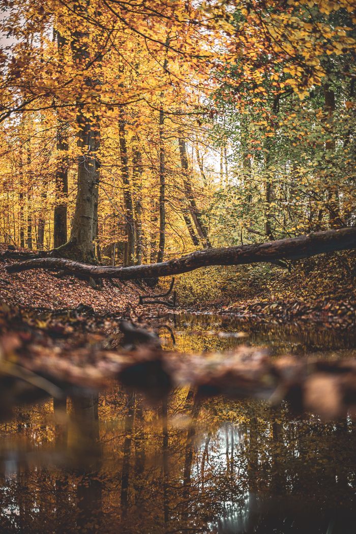 A serene autumn forest scene with a variety of trees displaying vibrant golden yellow and some green leaves. A fallen tree trunk lies across a still body of water, which reflects the rich colors of the foliage and trunks above, creating a mirror-like effect. The forest floor is carpeted with fallen leaves, and the calm water serves as a natural border at the foreground of the image.