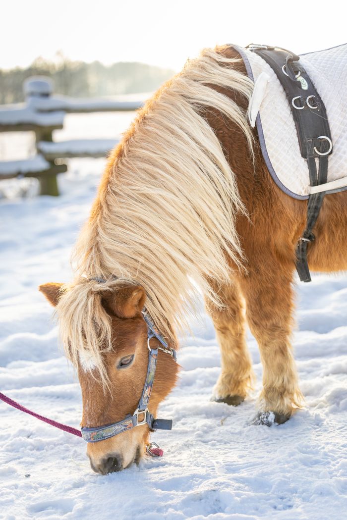 A chestnut pony with a thick blonde mane stands in a snowy landscape, wearing a white saddle pad and a blue halter. It is grazing on a sparse patch of grass, with a serene backdrop of a sunlit forest in the distance.
