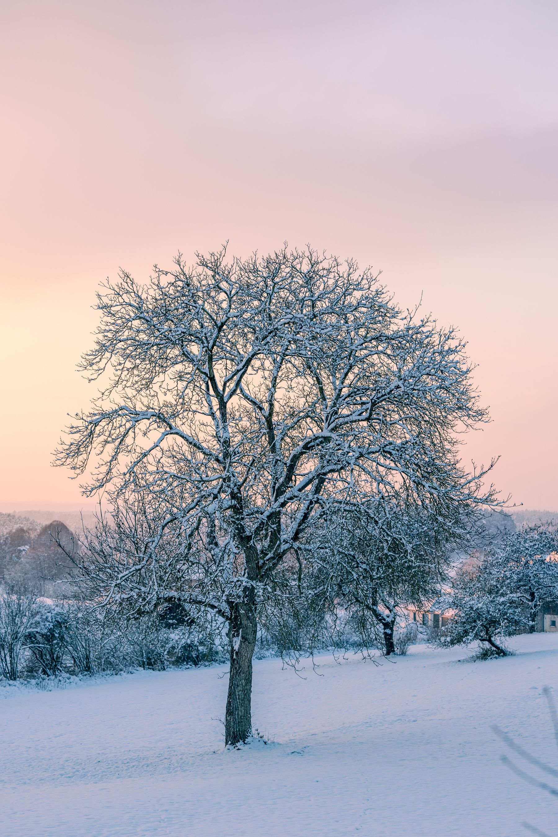 A solitary leafless tree stands in a snow-covered landscape under a softly hued dawn or dusk sky with shades of pink and blue. A dusting of snow rests on each branch, and the ground is blanketed in undisturbed white snow, the scene conveying a quiet and serene winter moment.
