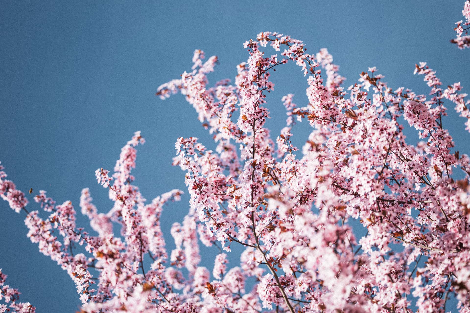Branches filled with dense clusters of soft pink blossoms reach upward against a clear blue sky, creating a vibrant and airy spring scene.
