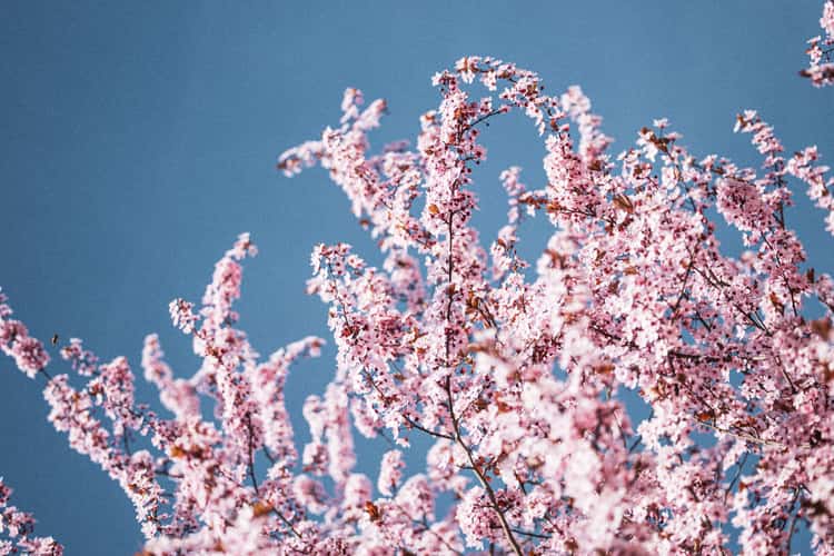 Branches filled with dense clusters of soft pink blossoms reach upward against a clear blue sky, creating a vibrant and airy spring scene.