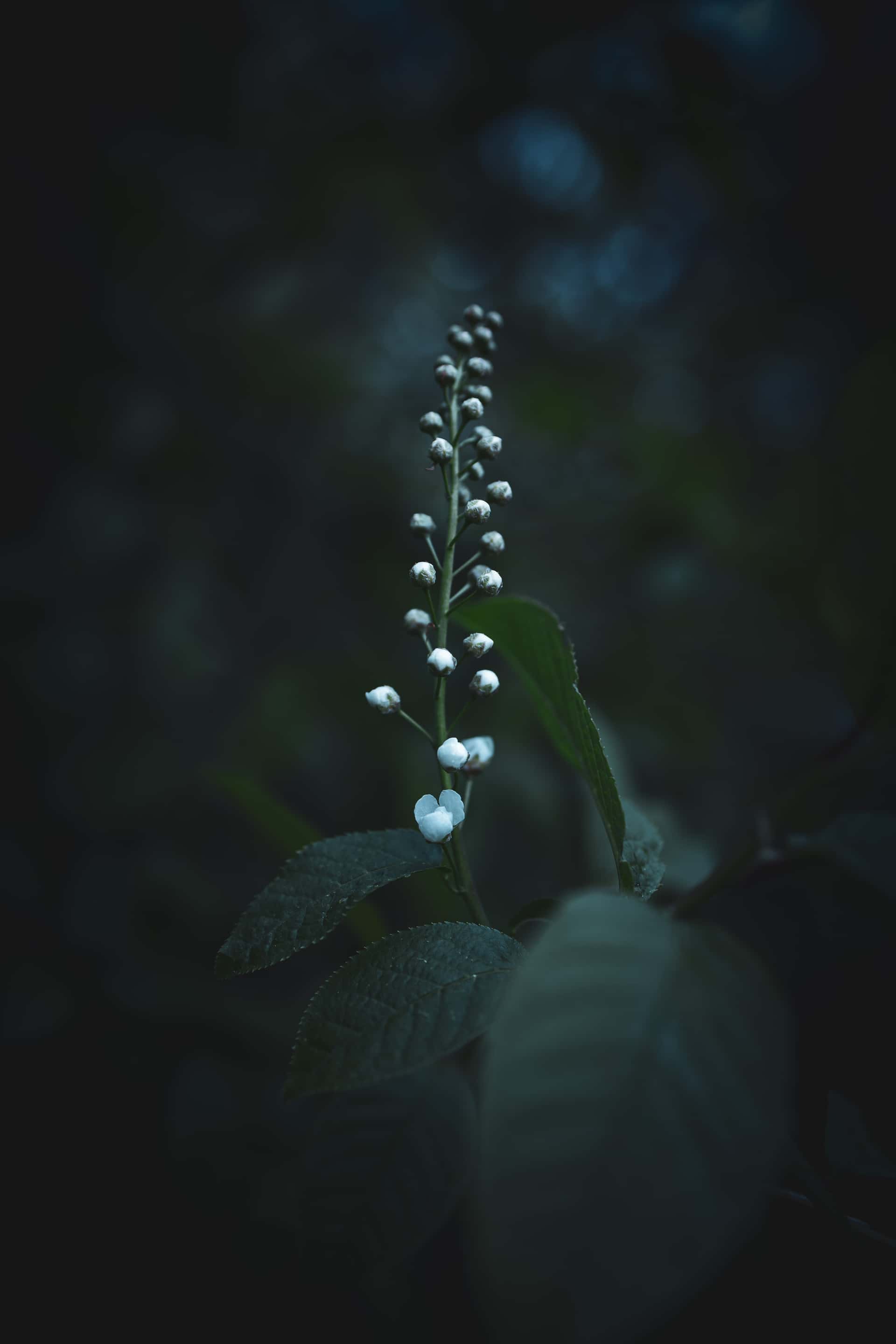 A tall, slender stem rises from surrounding dark foliage, carrying a vertical row of small white buds that gradually decrease in size toward the top. Two partially opened blossoms sit near the base of the cluster, contrasting against the muted deep-green leaves. Soft, diffused light highlights the buds while the background fades into dark, blurred tones, creating a moody and intimate natural scene.