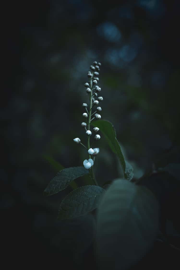 A tall, slender stem rises from surrounding dark foliage, carrying a vertical row of small white buds that gradually decrease in size toward the top. Two partially opened blossoms sit near the base of the cluster, contrasting against the muted deep-green leaves. Soft, diffused light highlights the buds while the background fades into dark, blurred tones, creating a moody and intimate natural scene.