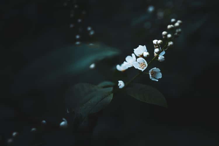 A slender branch with small white blossoms and unopened buds extends into a dark, shadowy background. The flowers are gently lit, showing their delicate petals and pale yellow centers, while deep green leaves fade into the surrounding darkness. The overall scene has a moody, tranquil atmosphere with strong contrast between light and shadow.