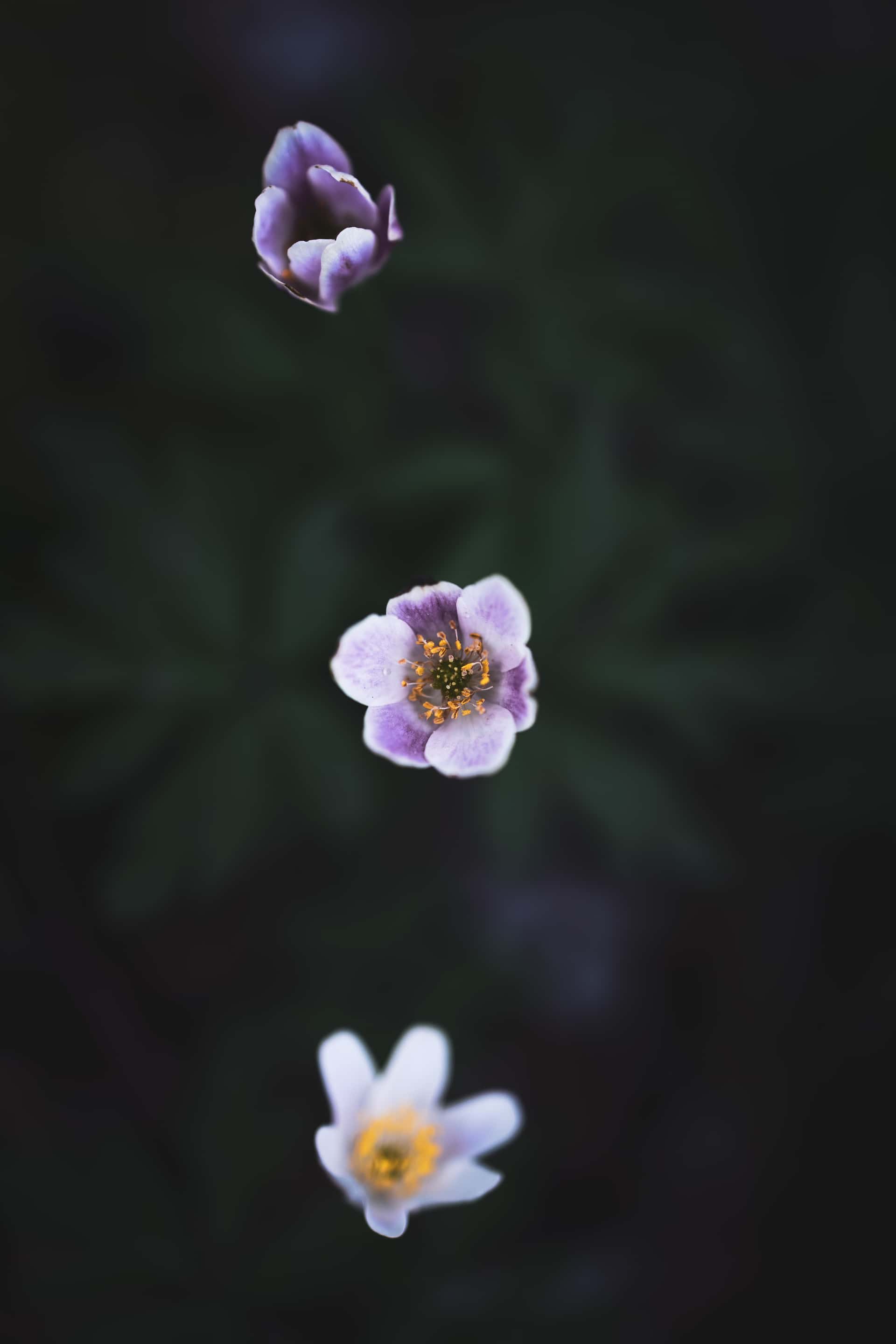 Three small wildflowers arranged in a vertical line, each softly lit against a dark, blurred background. The central flower is in sharp focus, showing pale purple petals with deeper violet centers and bright yellow stamens. Above it, a partially opened purple bud appears softly blurred, while below, a white flower with a yellow center is also out of focus, giving the composition a dreamy, floating appearance.