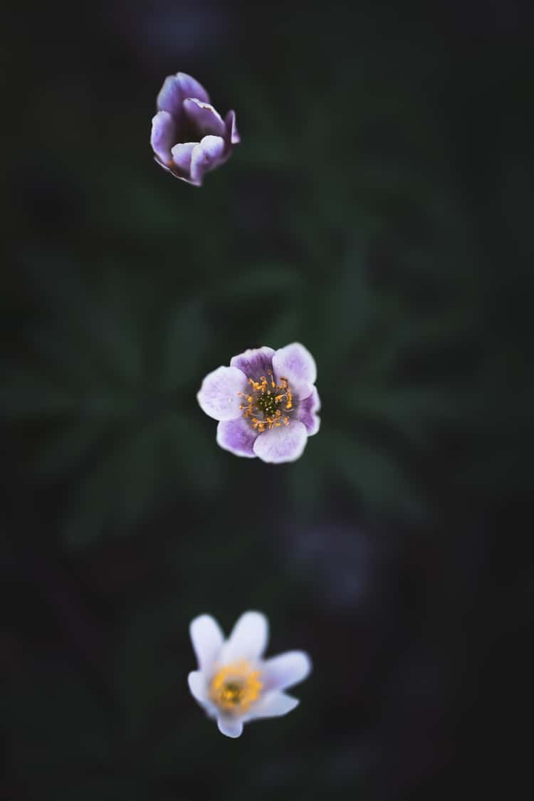 Three small wildflowers arranged in a vertical line, each softly lit against a dark, blurred background. The central flower is in sharp focus, showing pale purple petals with deeper violet centers and bright yellow stamens. Above it, a partially opened purple bud appears softly blurred, while below, a white flower with a yellow center is also out of focus, giving the composition a dreamy, floating appearance.