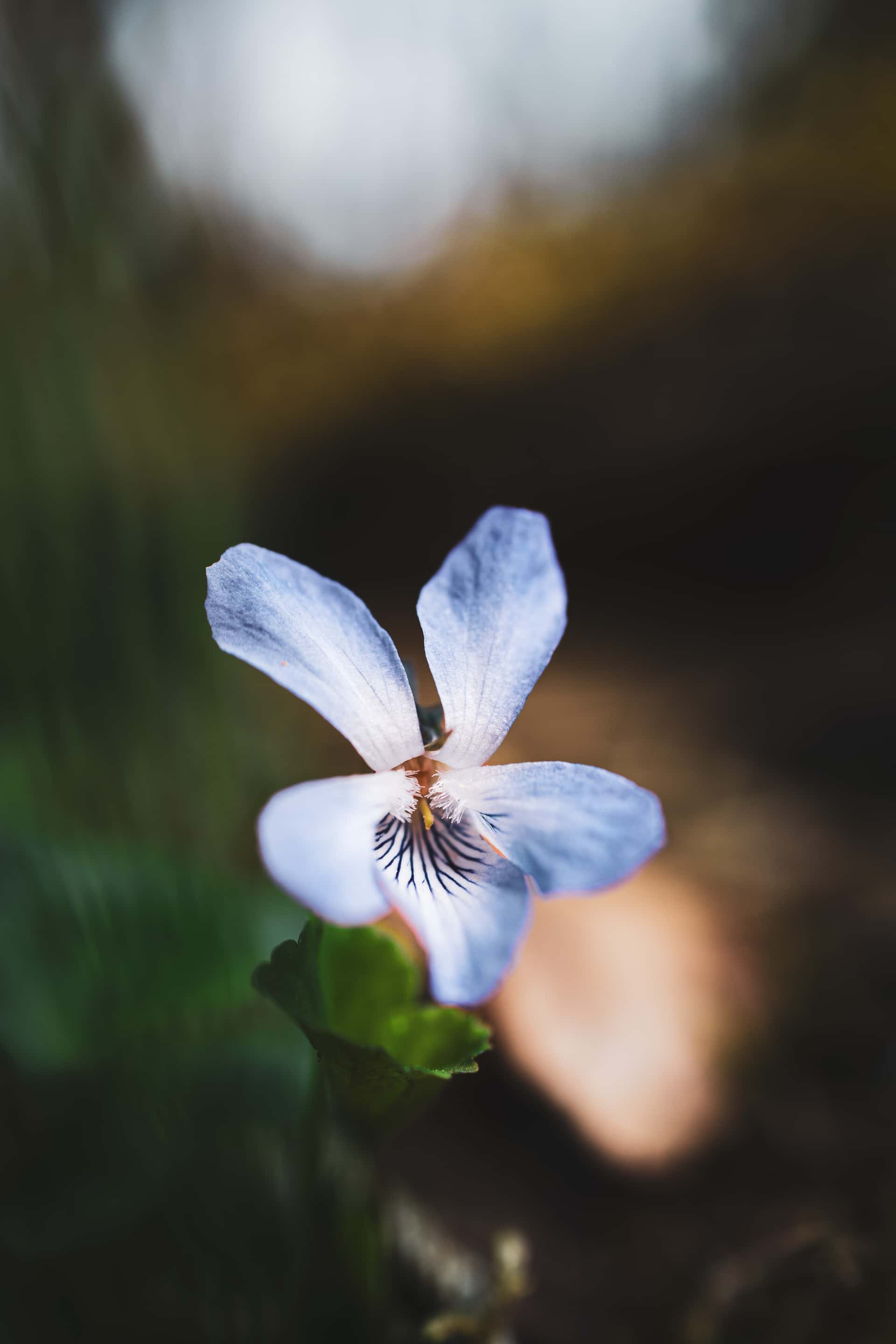 A pale blue-violet wildflower with five soft, translucent petals stands sharply in focus against a dark, blurred background. Fine dark lines radiate from the center of the lower petals, leading toward a small cluster of white filaments at the flower’s core. Fresh green leaves surround the stem at the base, while the background fades into earthy tones and soft light.