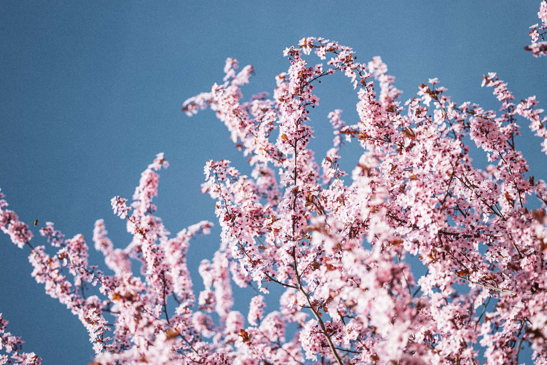 Branches filled with dense clusters of soft pink blossoms reach upward against a clear blue sky, creating a vibrant and airy spring scene.