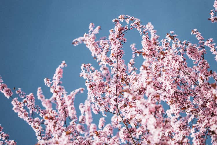 Branches filled with dense clusters of soft pink blossoms reach upward against a clear blue sky, creating a vibrant and airy spring scene.