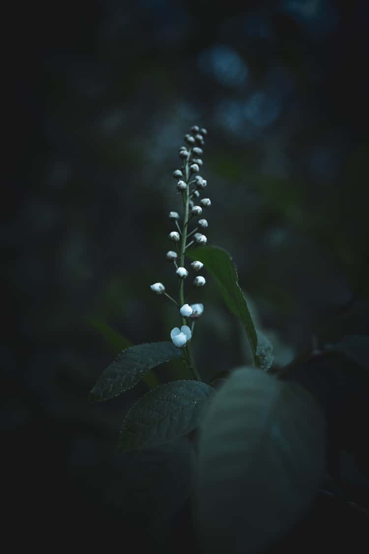 A tall, slender stem rises from surrounding dark foliage, carrying a vertical row of small white buds that gradually decrease in size toward the top. Two partially opened blossoms sit near the base of the cluster, contrasting against the muted deep-green leaves. Soft, diffused light highlights the buds while the background fades into dark, blurred tones, creating a moody and intimate natural scene.
